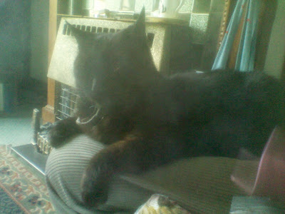 Erik - the receiving cat