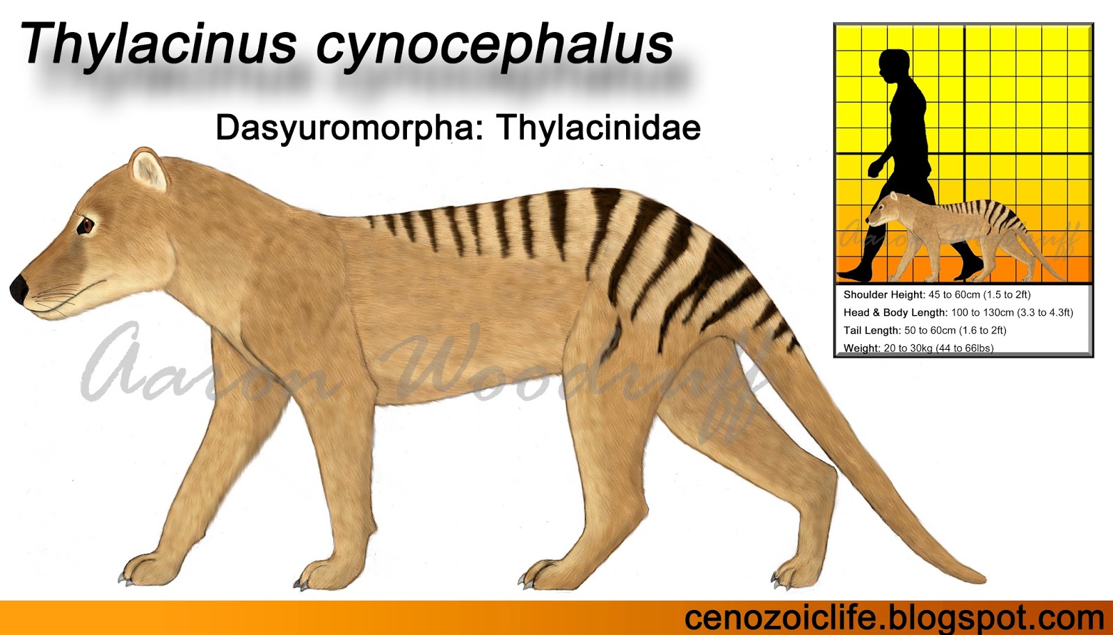 life in the cenozoic era tasmanian thylacine thylacinus cynocephalus thylacine size