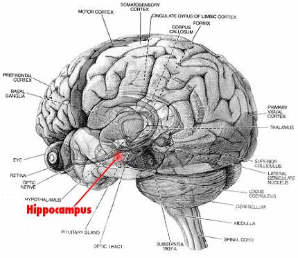 Brian Owens Image: Human Brain Diagrams