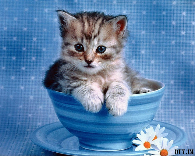 cute+cats+wallpaper010
