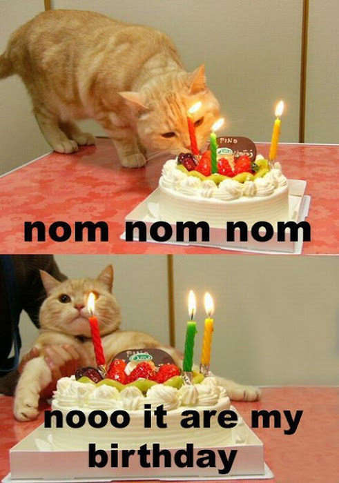 ஹெப்பி பேத்டே பூனை Cat_birthday_parties_11