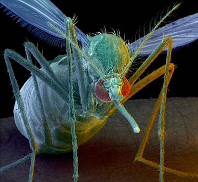 超級蚊子 瘧疾
