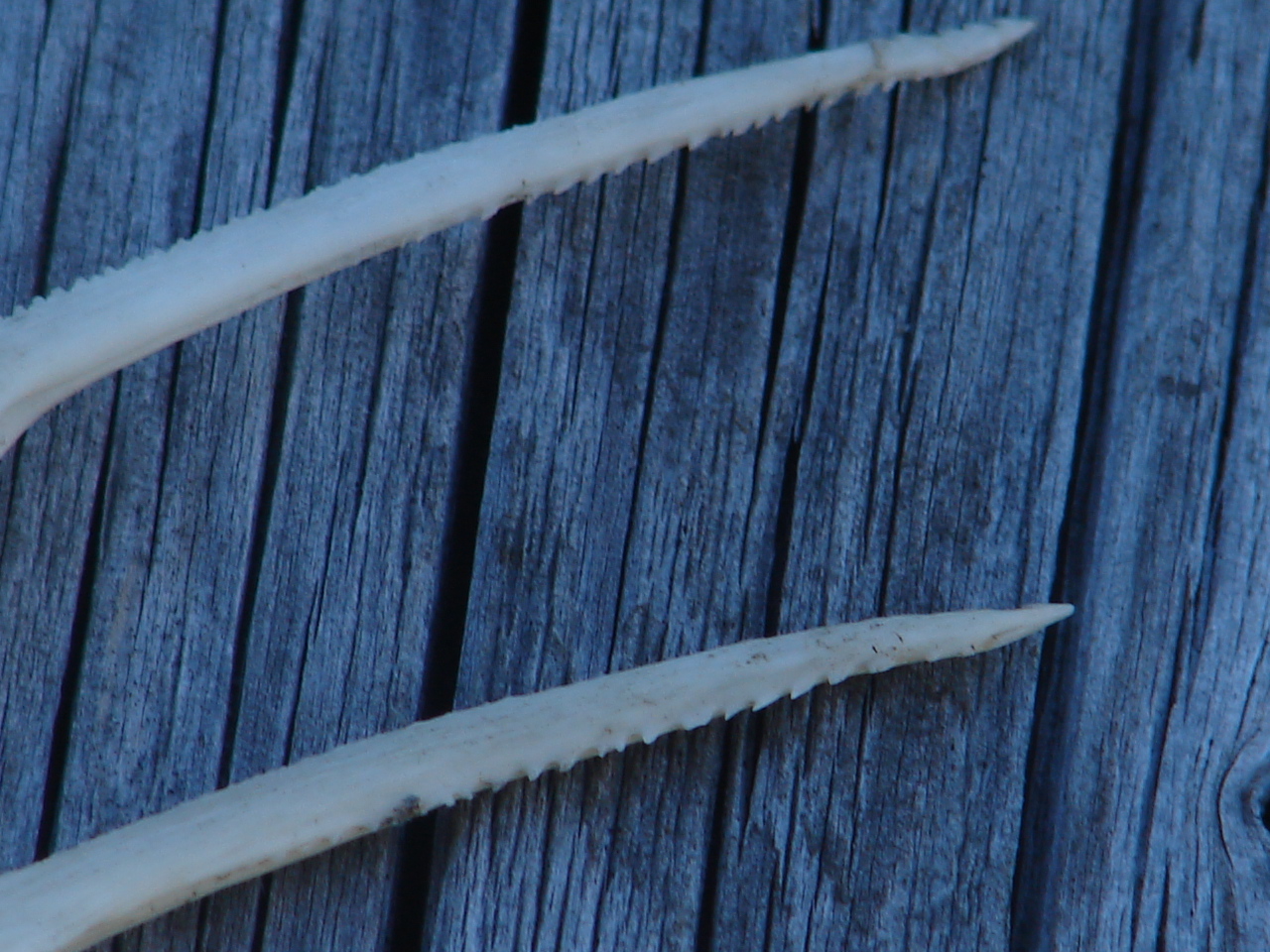 Damn catfish barb! The Hull Truth Boating and Fishing Forum