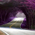 نفق من الاشجار Tunnel of trees