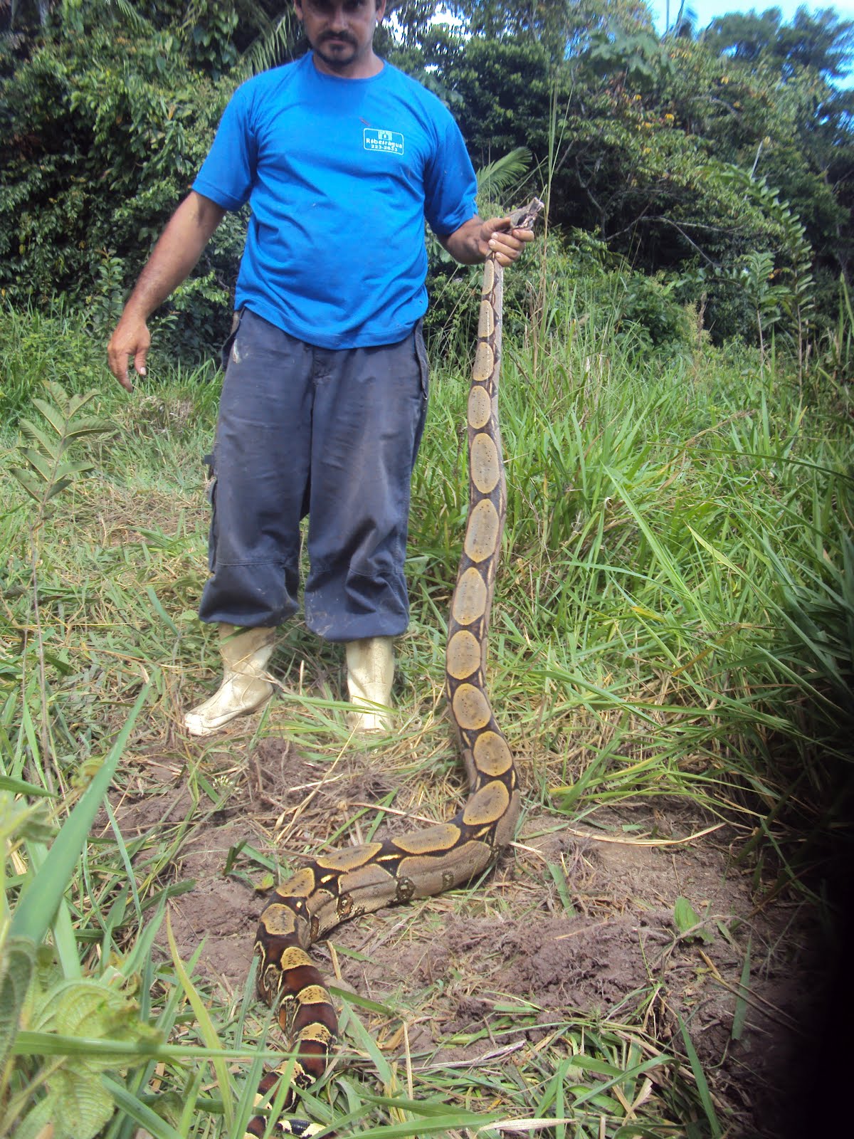Cobra Jiboia