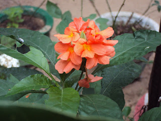 Crossandra infundibuliformis Crossandra infundibuliformis