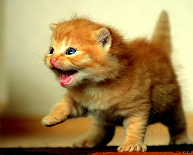 cute+cats+wallpaper020