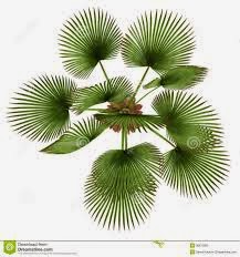 Pashudhan and Animal Science : Palm tree - Symbol of 