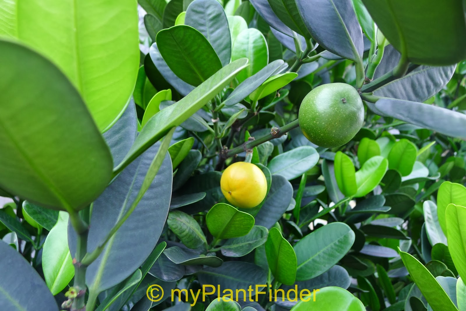 MY PLANT FINDER Plant Guide Garcinia subelliptica MY PLANT FINDER Plant Guide Garcinia subelliptica