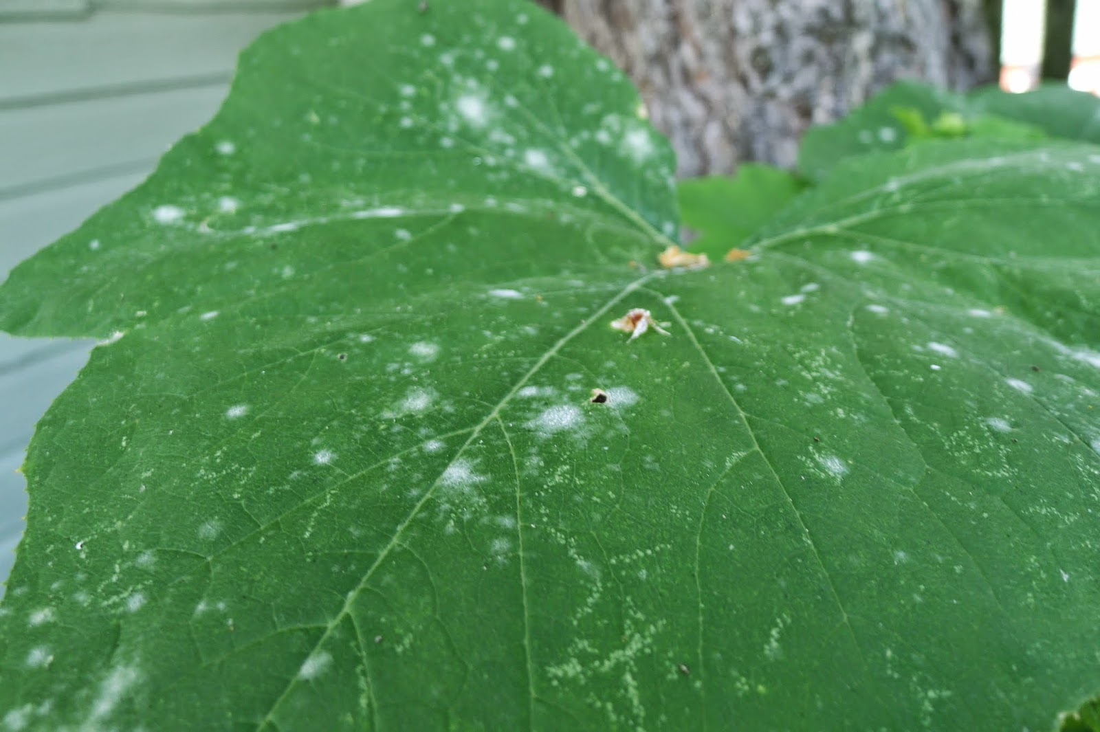 Powdery mildew on pumpkin leaf