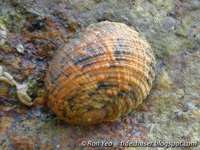 Scaled Nerite (Nerita histrio) Scaled Nerite (Nerita histrio)