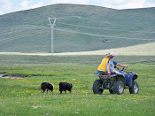 Yearly fence fixing party at cow camp