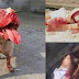 Cão pit bull mata o próprio dono em Itinga