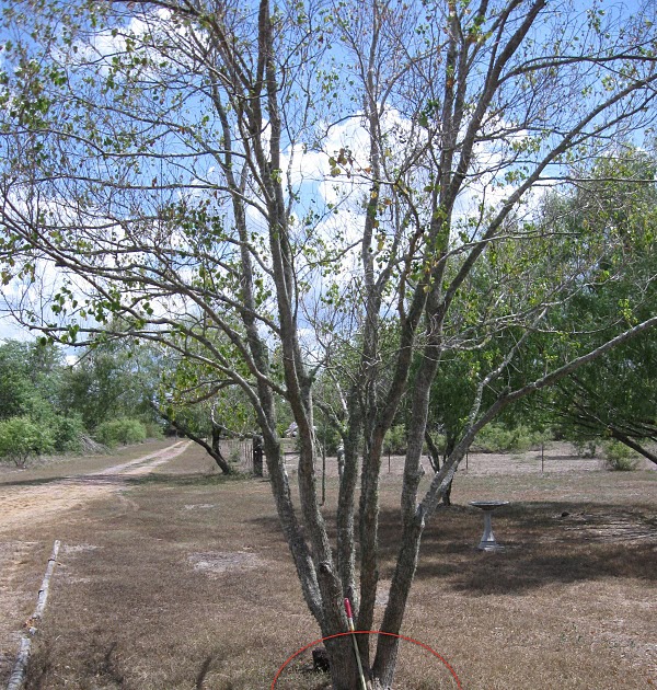 Two Men and a Little Farm THE JUNK TREE IS GONE