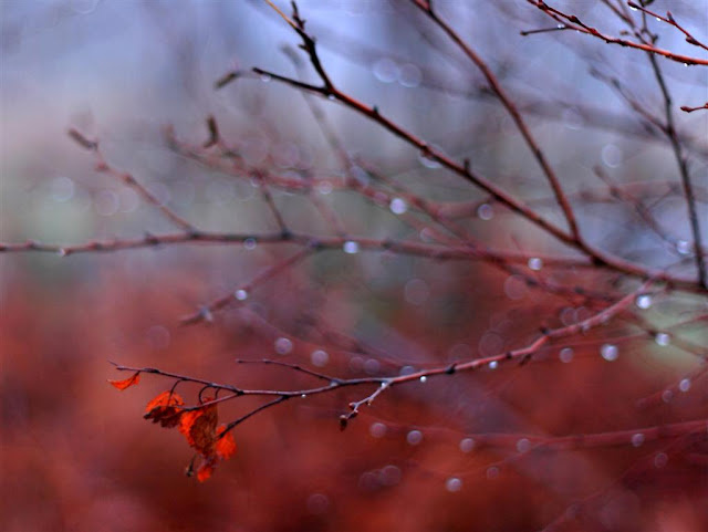 branches with raindrops