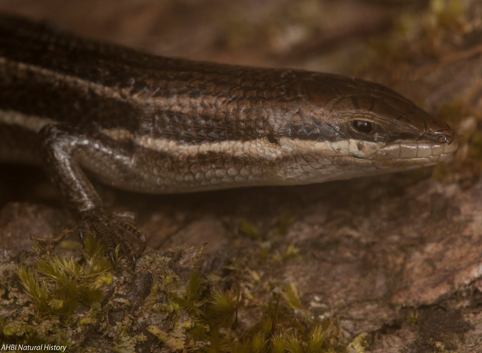 Species New to Science [Herpetology • 2018] Systematics and