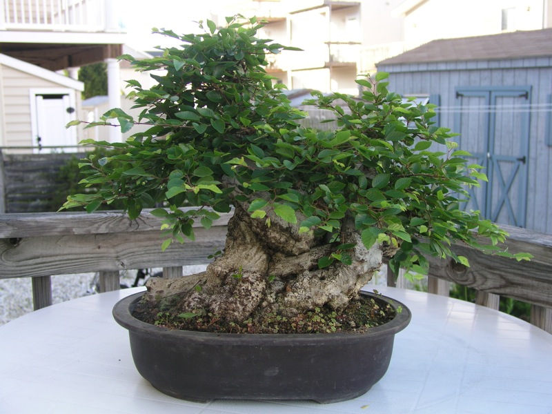 Bonsai West