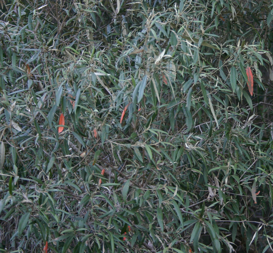 Toowoomba Plants Narrowleafed Croton