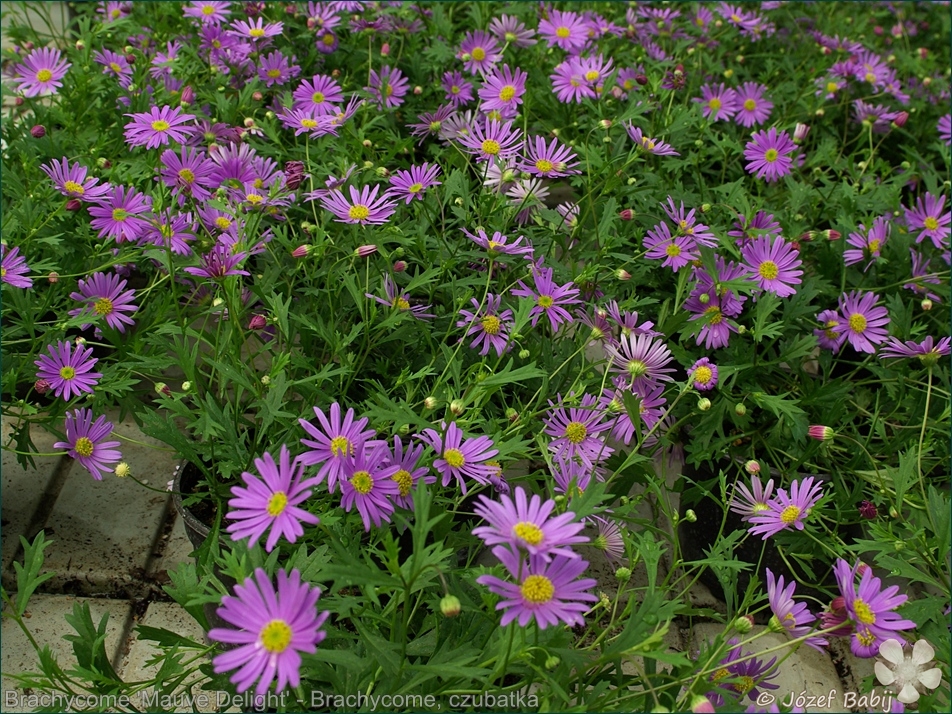 Brachycome 'Mauve Delight' - Brachycome, czubatka