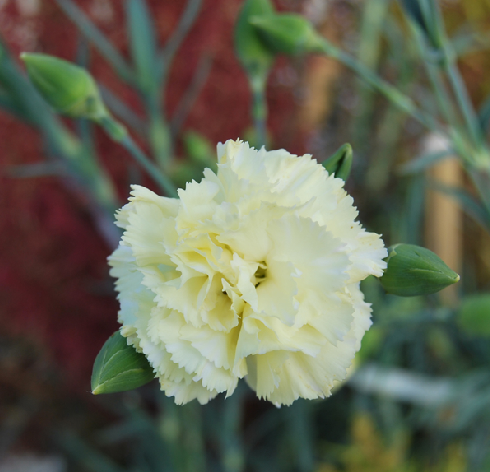 Fotos de flores CLAVELES DE VARIOS TIPOS Y COLORES