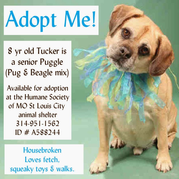 puggle dogs for adoption