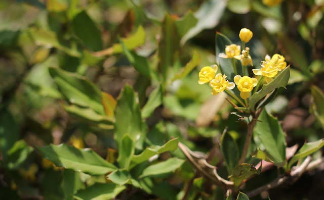 Berberis Pruinosa Flowers Pictures