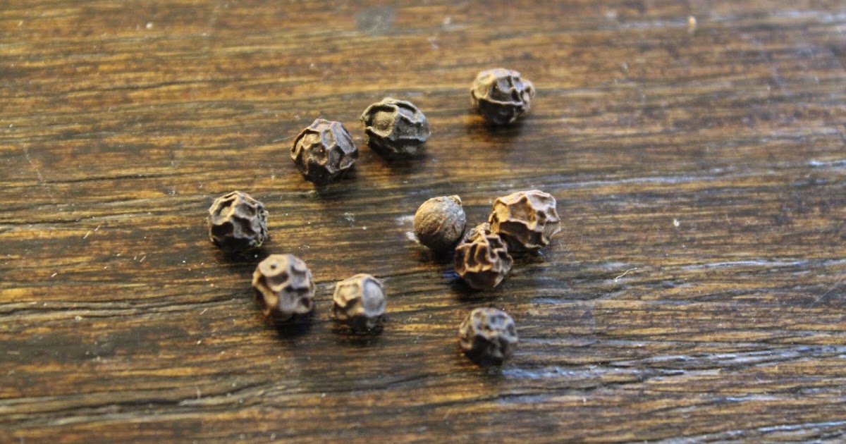 Edible Tropicals How to Propagate Piper (Black pepper and lolot)