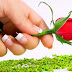 Mind Blowing Full HD Red Rose wallpaper Love