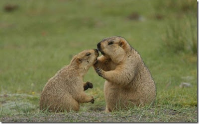Lover Animals kissing