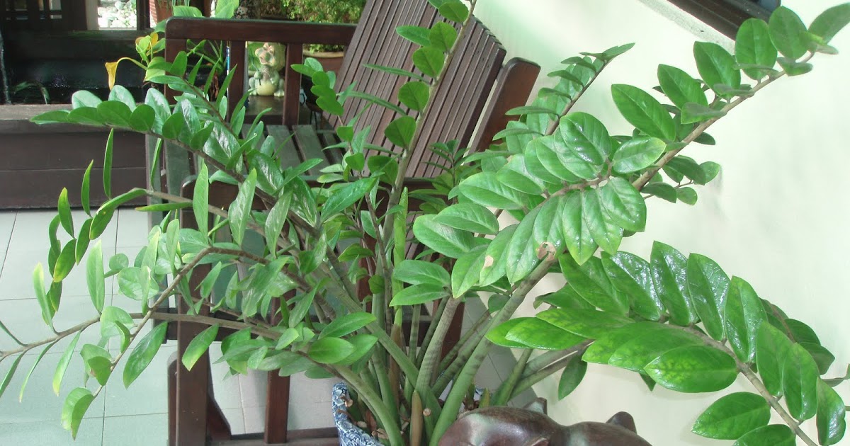 Zestzfulness Is the ZZ Plant (Zamioculcas zamiifolia