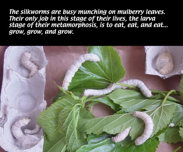 English year 9 Silkworms and Mulberry trees.