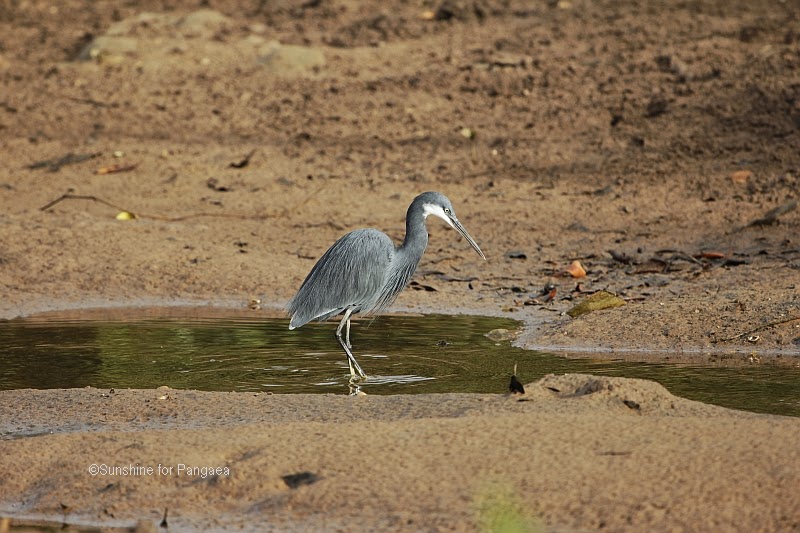 Western Reef Heron in the Abuko rice fields in Gambia Western Reef Heron in the Abuko rice fields