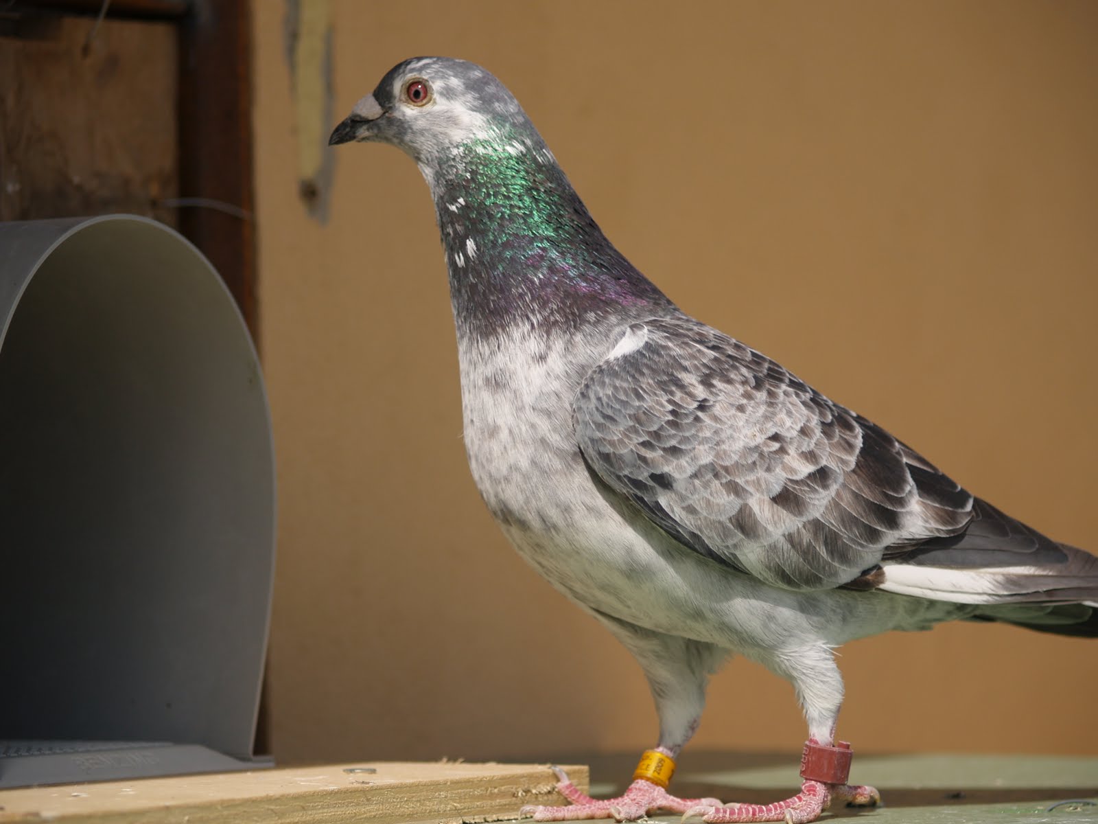 Mis amigas las palomas Fotos palomas mensajeras