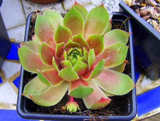 By Srboisvert - Sempervivum Mystic By Srboisvert - Sempervivum Mystic