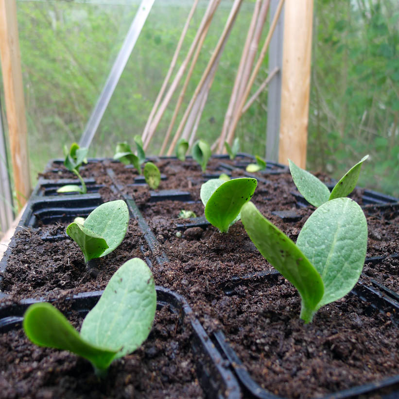 Stribergs Station Zucchiniblommor mums!