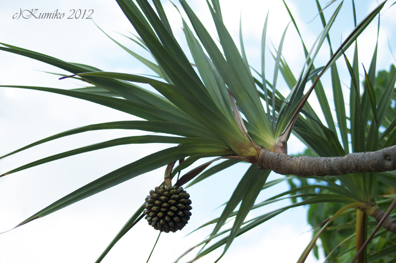 Flower Dictionary Screw Pine