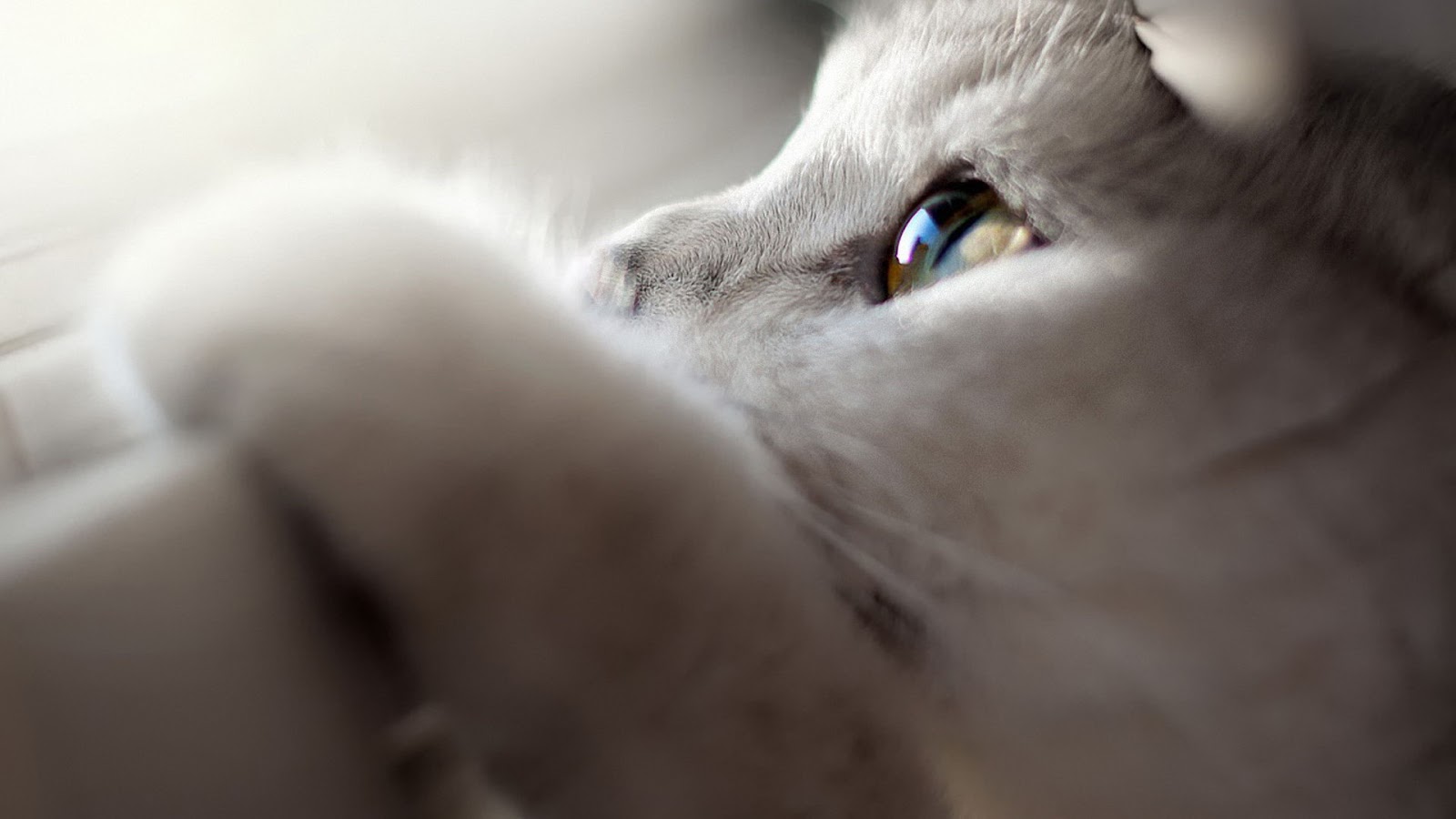 Wallpaper World Cute Cat Wallpapers