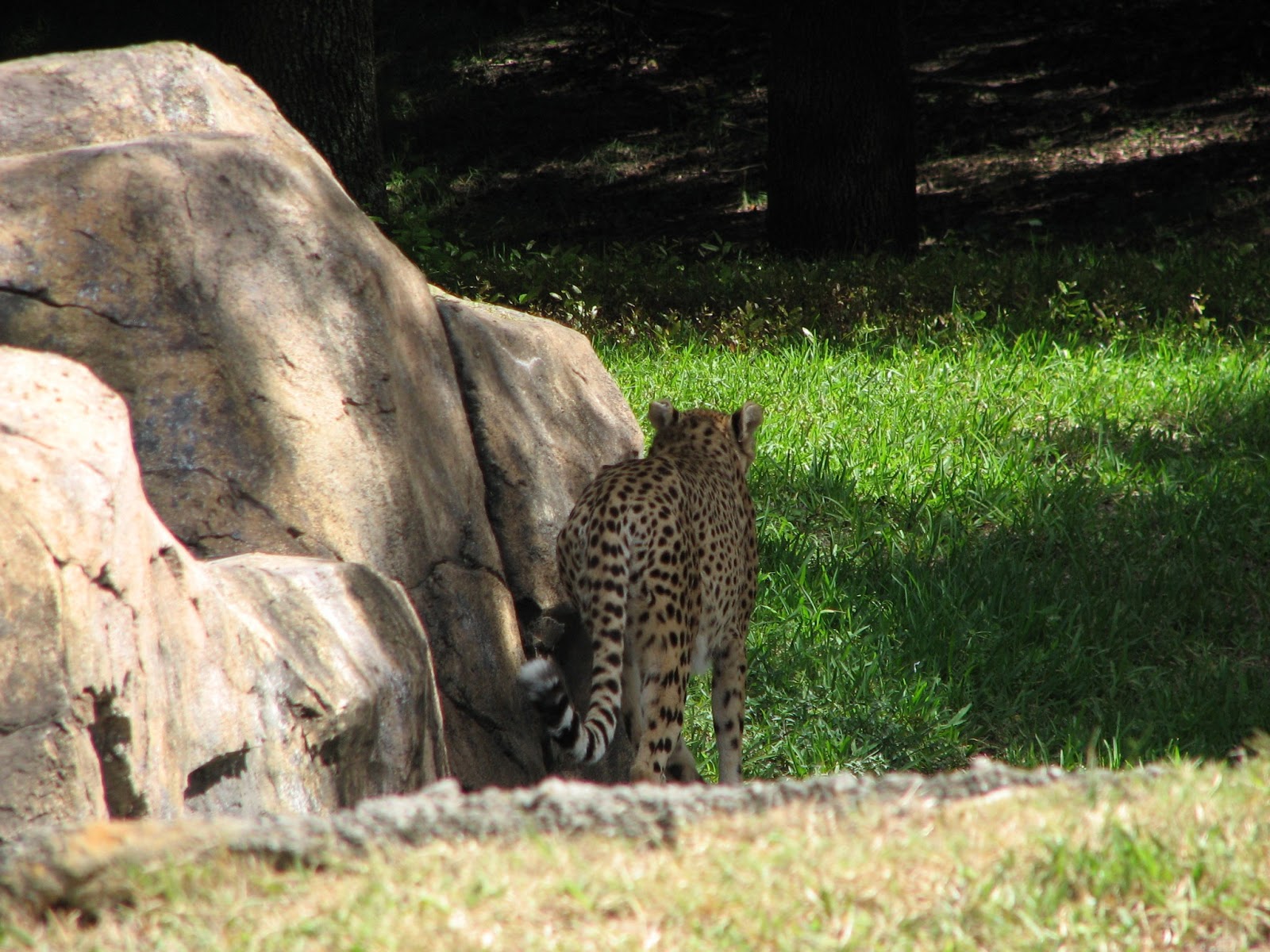 animal kingdom safari animals