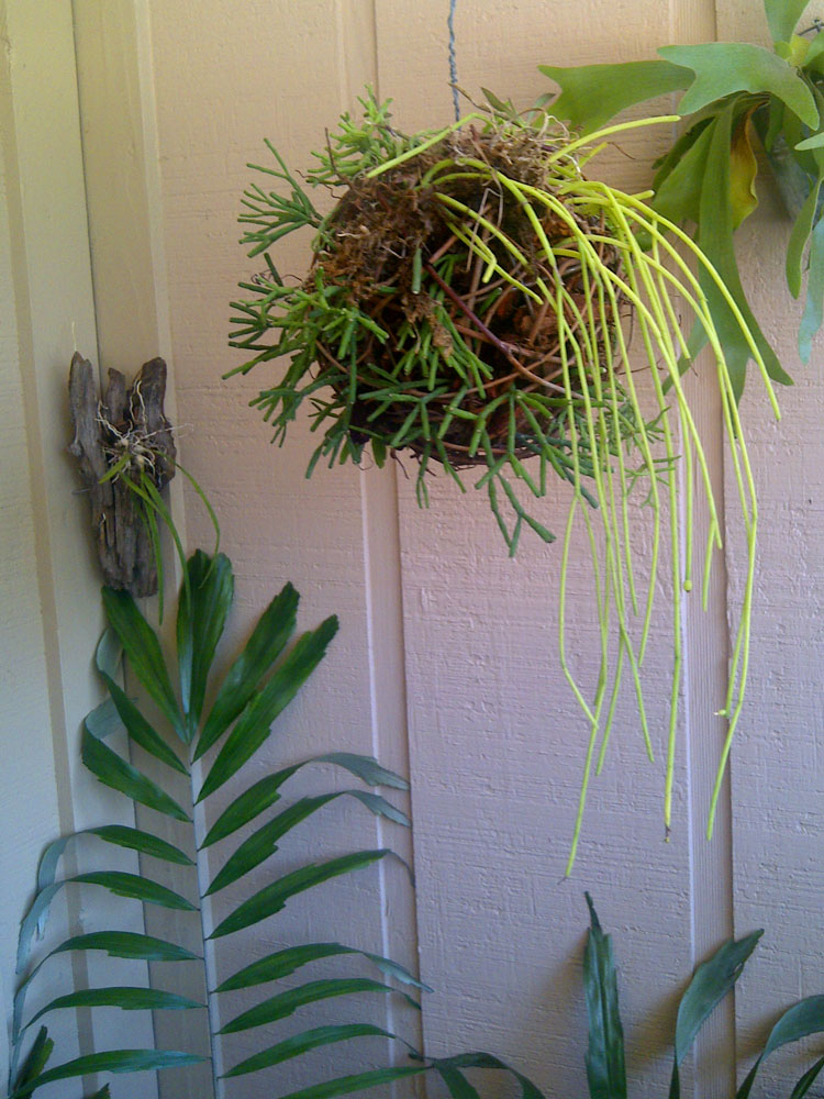 171 best Indoor garden images on Pinterest | Gardening, House plants