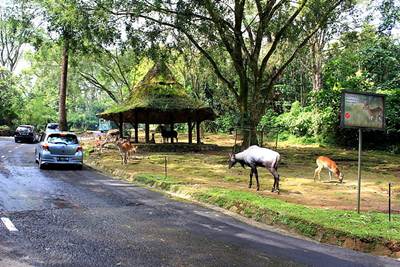 tiket masuk taman safari terbaru hotel taman safari puncak