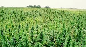 proposta para legalizar o cânhamo industrial combustível feito de cannabis