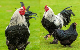 Ayam Terbesar di Dunia Ayam Terbesar di Dunia dari daniel maulana