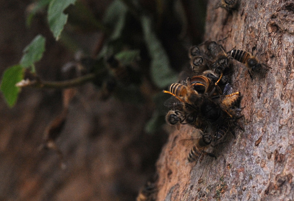 بالصور معركة النحل والدبابير البرية Bees+08