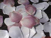 Kerang Simping Pangandaran Kerang Simping Pangandaran