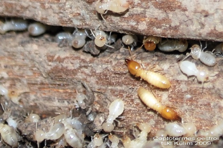sejak 2000 kulim pest dan anai anai sejak 2000 kulim pest dan anai anai