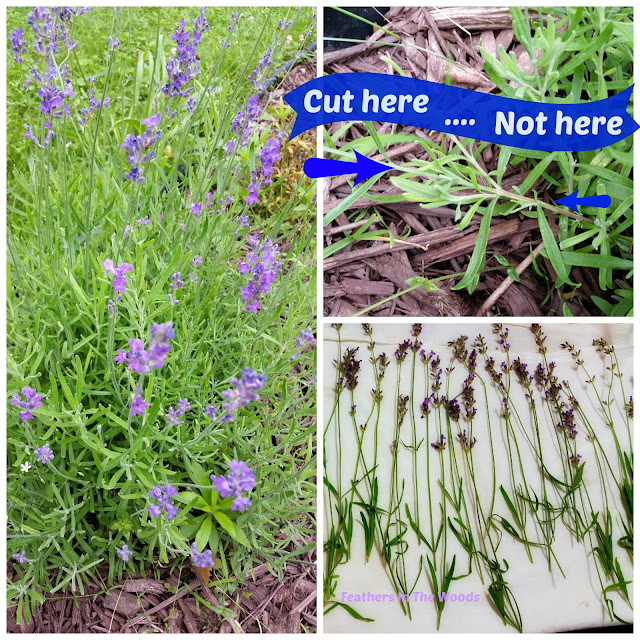 Feathers in the woods How to harvest and dry lavender