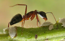 هل تعلم ما هى عقوبة الكذب عند النمل !