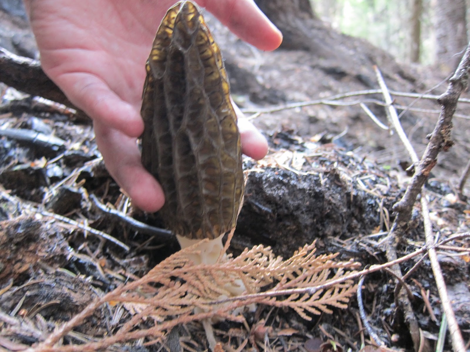Free the Hills Using maps to find Morels, Part 2