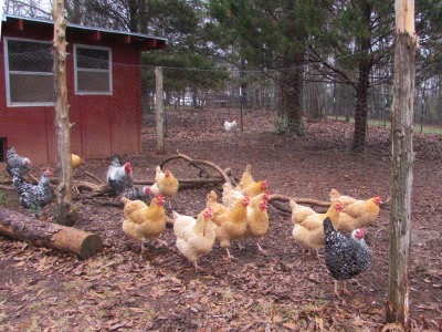 Easy Chicken and Dumplings - Home at Cedar Springs Farm