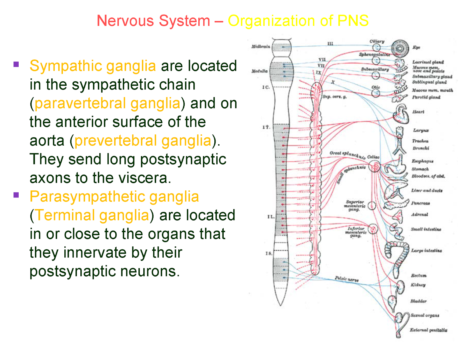 a p ii nervous tissue 2016-1-14 chapter 11: nervous system ii: divisions of the nervous system 11-1 objectives: 1 outline the major divisions of the nervous. a p ii nervous tissue 2016-1-14 chapter 11: nervous system ii: divisions of the nervous system 11-1 objectives: 1 outline the major divisions of the nervous.